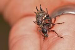 Catasarcus albipectus