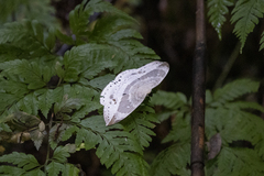 Cyclidia substigmaria