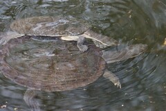 Emydura macquarii