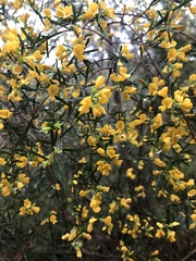 Pultenaea flexilis