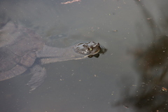 Emydura macquarii