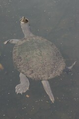 Emydura macquarii