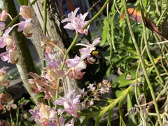 Xylocopa aestuans