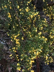 Pultenaea flexilis