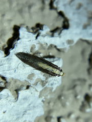 Aroga paraplutella