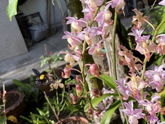 Xylocopa aestuans