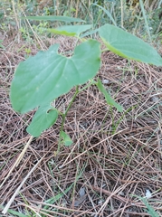 Aristolochia clematitis