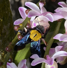 Xylocopa aestuans