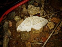 Rhynchobapta cervinaria