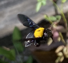 Xylocopa aestuans