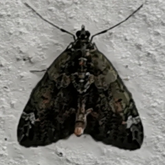 Chloroclysta siterata