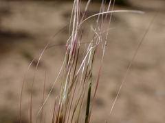 Austrostipa