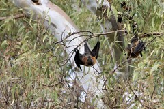 Pteropus poliocephalus