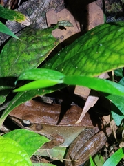 Indosylvirana