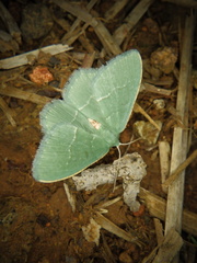 Chlorissa anadema