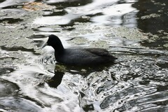 Fulica atra australis
