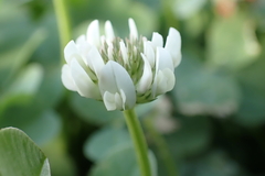 Trifolium repens repens