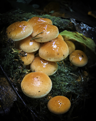 Agaricineae