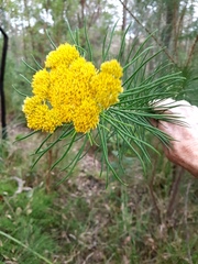 Cassinia leptocephala