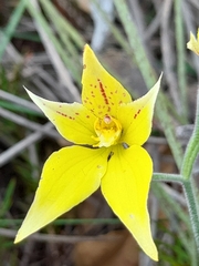 Caladenia flava flava