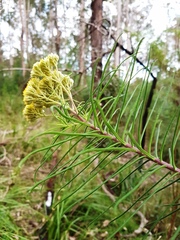 Cassinia leptocephala
