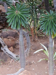 Pachypodium lamerei
