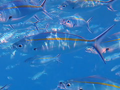 Caesio caerulaurea
