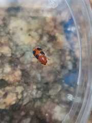 Poecilocrypticus formicophilus