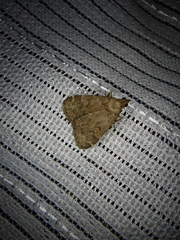 Hydrillodes pacifica