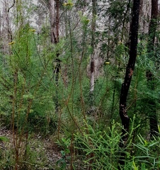 Cassinia leptocephala