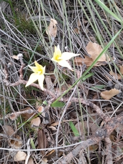 Caladenia flava flava
