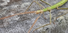 Clonopsis gallica