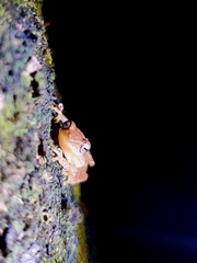 Raorchestes luteolus