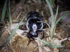 Nicrophorus concolor