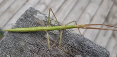 Clonopsis gallica