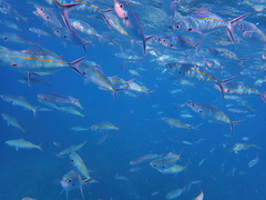 Caesio caerulaurea