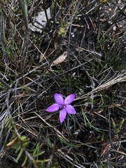 Glossodia minor
