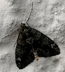 Chloroclysta siterata