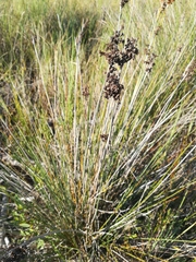 Juncus