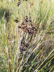 Juncus