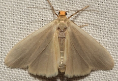 Eilema interpositella