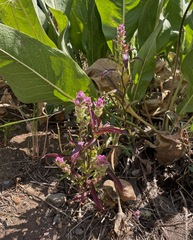 Orthocarpus cuspidatus cryptanthus