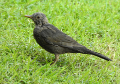 Turdus merula