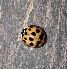 Harmonia axyridis
