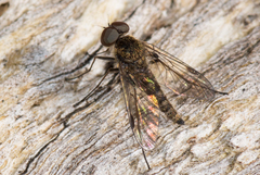 Rhagionidae