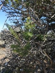 Asparagus racemosus