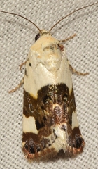 Acontia lucida