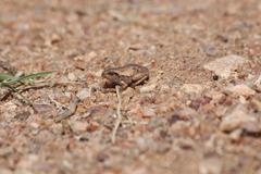 Litoria rubella