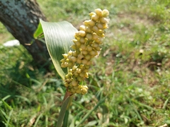 Sorghum