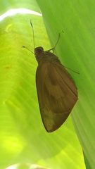 Erionota torus